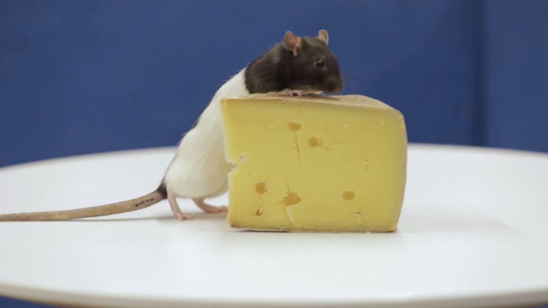 1555924860561291.jpg 1555924860561291.jpg